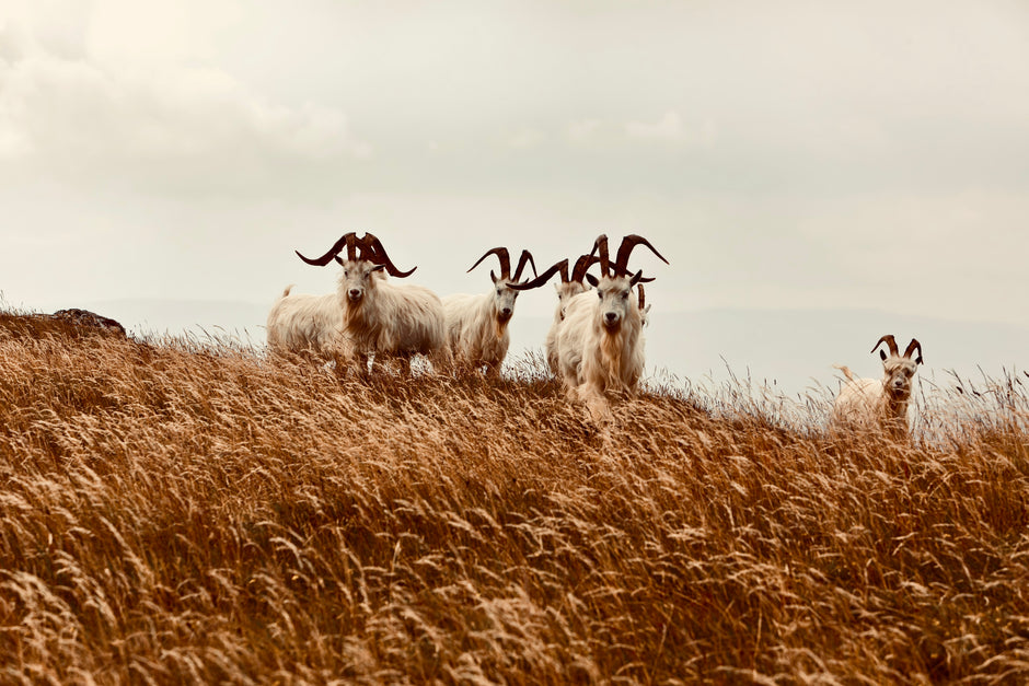 Capre cashmere al pascolo in un ambiente naturale, simbolo di sostenibilità e cura del benessere animale.