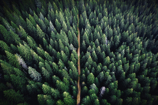 Vista dall’alto di una foresta verde con una strada sterrata che la attraversa. Paesaggio naturale che mostra la bellezza selvaggia e l’armonia tra natura e percorsi tracciati.